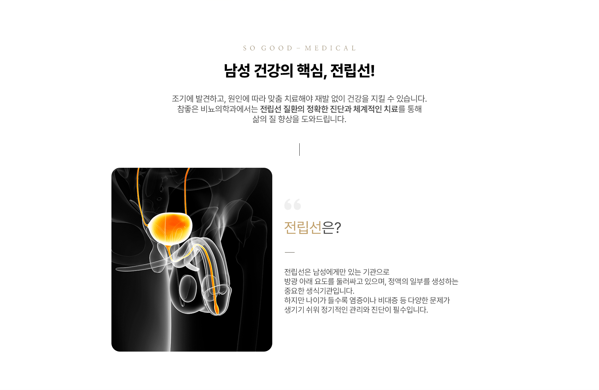 전립선이란?